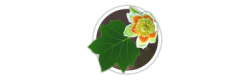 Ліріодендро<br/>н<br/>