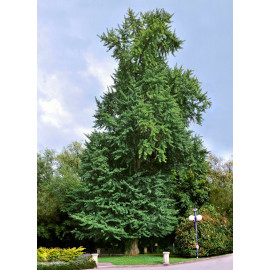 Гінкго продам саджанець, висота 50-70 см, продам саджанець гінгко Ginkgo biloba