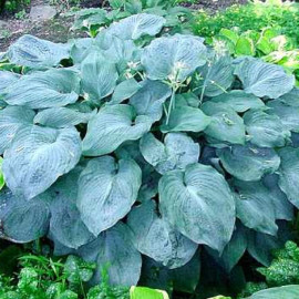 Хоста Блю Енжел продам саджанець, 3 роки, продам хосту Blue Angel
