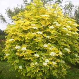 Пухироплідник Лютеус продам саджанець, висота 5л, продам пухироплідник Luteus