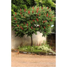 Сумах оцтовий продам саджанець, висота 100-130 см, продам саджанець сумаха Rhus typhina