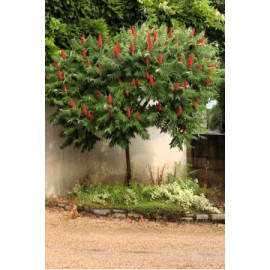 Сумах оцтовий продам саджанець, висота 100-130 см, продам саджанець сумаха Rhus typhina